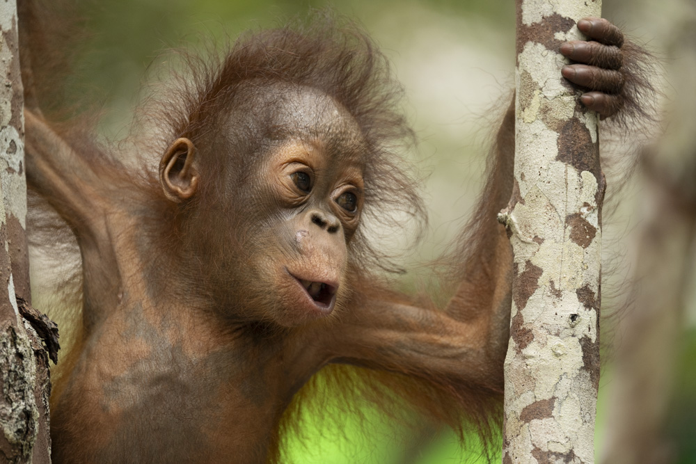 baby orangutan orphan Borneo